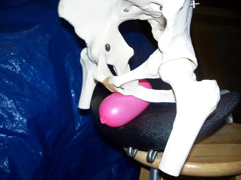 skeleton of pelvis sitting on moonsaddle bike seat